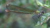 J14_1489 Calopteryx xanthostoma female